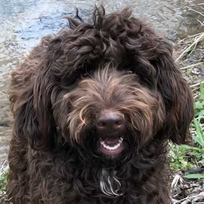 good day labradoodles